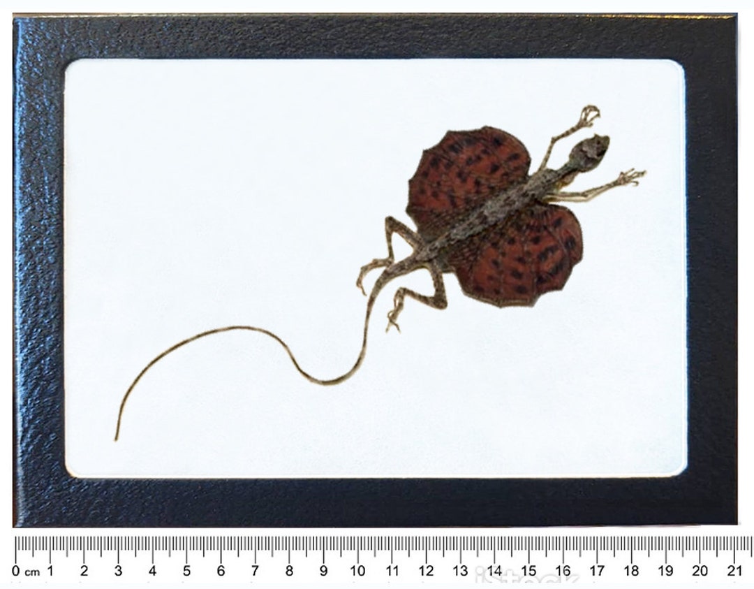 Draco Haematopogon Mummified Preserved Red Orange Flying Lizard ...