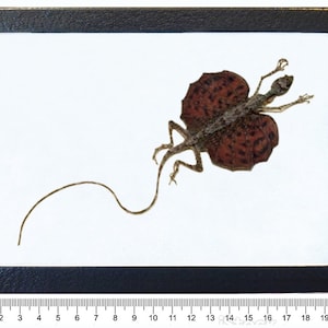 Draco haematopogon mummified preserved red orange flying lizard Indonesia