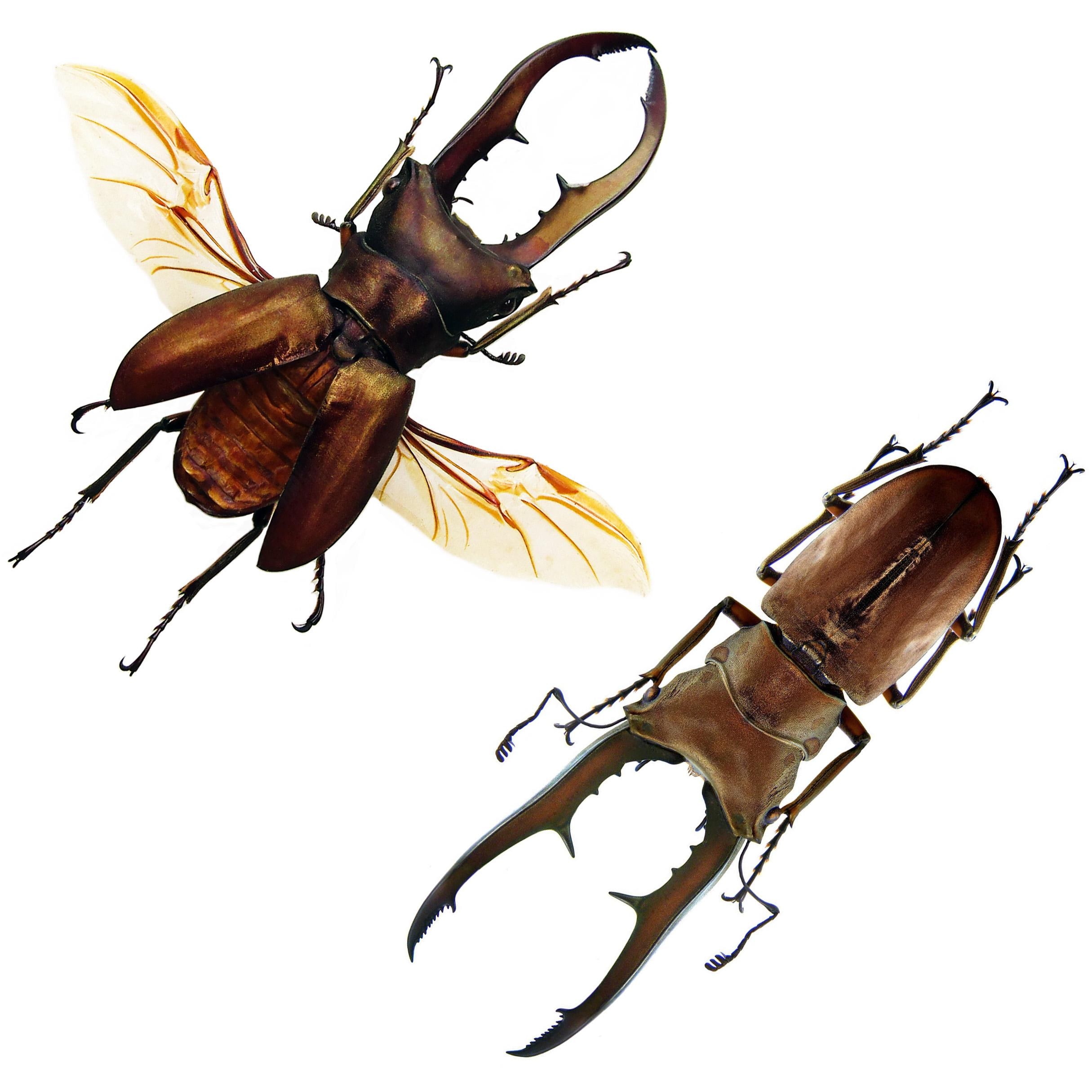 SANDS Cigar Beetle スタジャン　XL Cyclommatus Metallifer Stag Beetle Indonesia - Etsy