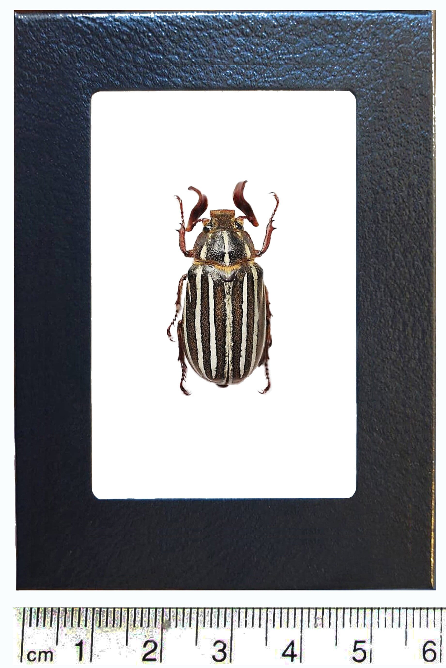 Polyphylla 10 Lined June Bug ONE Real Scarab Beetle Arizona USA - Etsy