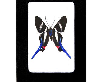 May include: A framed butterfly specimen with black, white and blue wings. The butterfly is displayed on a white background with a black frame.
