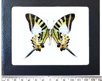 May include: A framed butterfly specimen with green, black, and white wings. The butterfly is mounted on a white background and framed in a black frame.