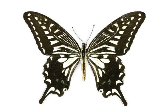 Papilio Xuthus Swallowtail Butterfly Black White Hawaii Etsy