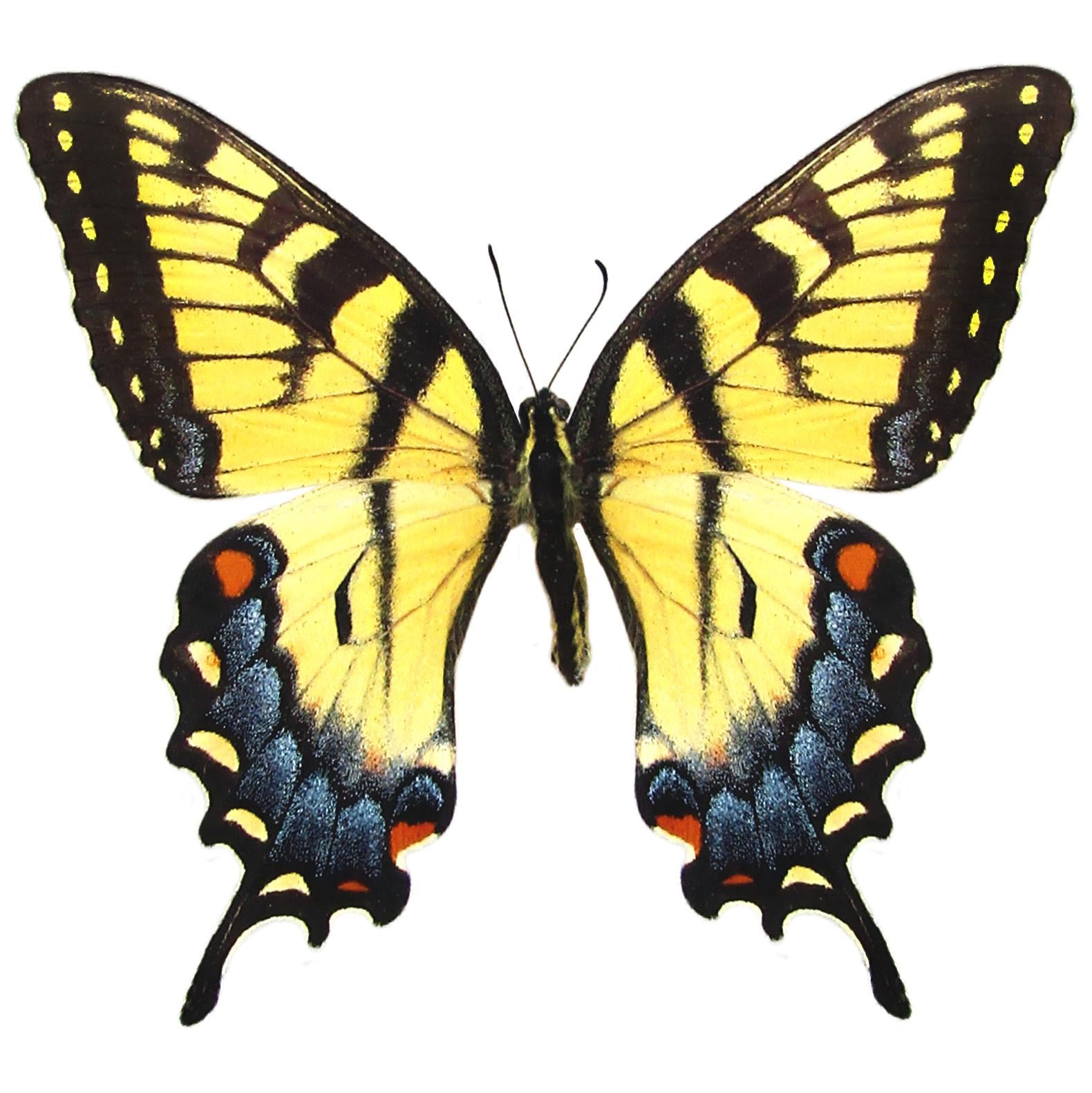 Papilio Glaucus FEMALE Yellow Black Striped Swallowtail Butterfly