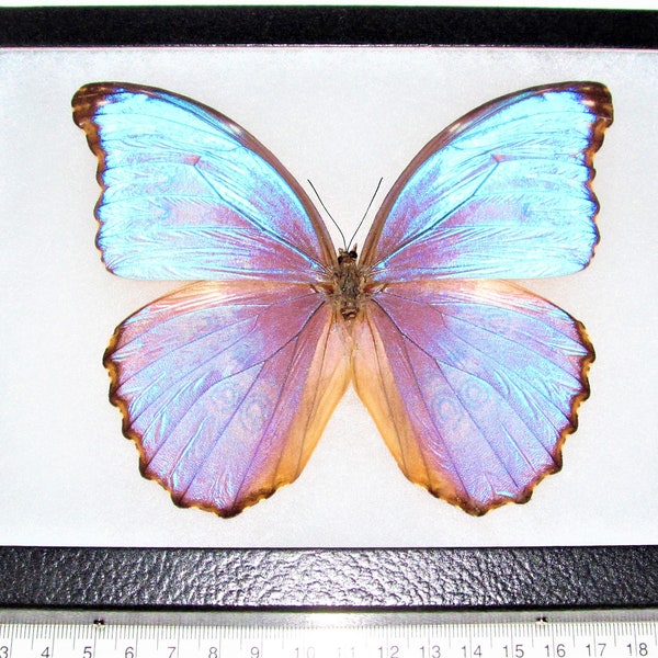 Morpho godarti asarpai ONE Real Butterfly blue purple Peru