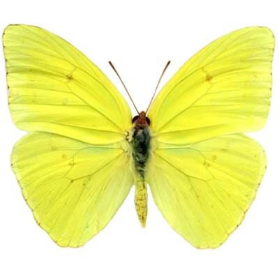 今年人気のブランド品や Yellow Sennae Phoebis Cloudless USA Arizona Butterfly Sulfur 生物学