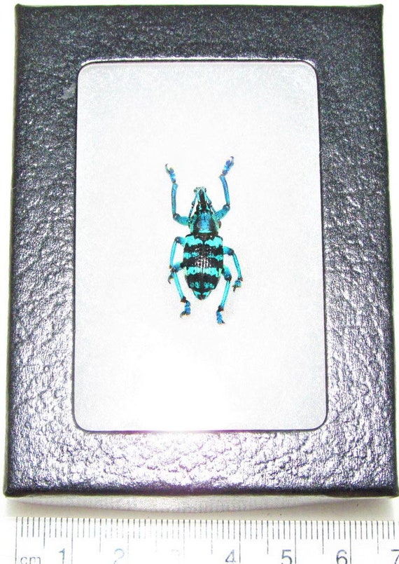 BicBugs Eupholus linnei Weevil Blue Green Beetle Indonesia Framed BicBugs Eupholus linnei Weevil Blue Green Beetle Indonesia Framed