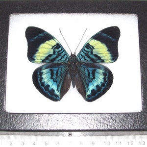 Panacea prola blue green butterfly Peru