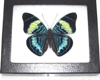 Panacea prola blue green butterfly Peru