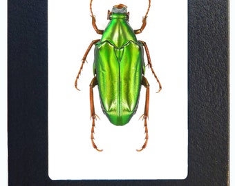Chalcothea Neglecta Green Beetle Indonesia - Etsy