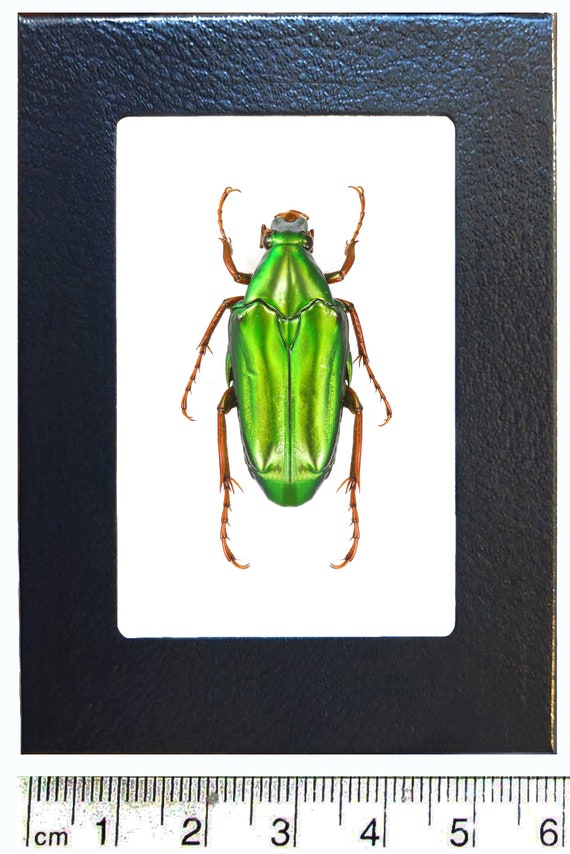Chalcothea Neglecta Green Beetle Indonesia - Etsy