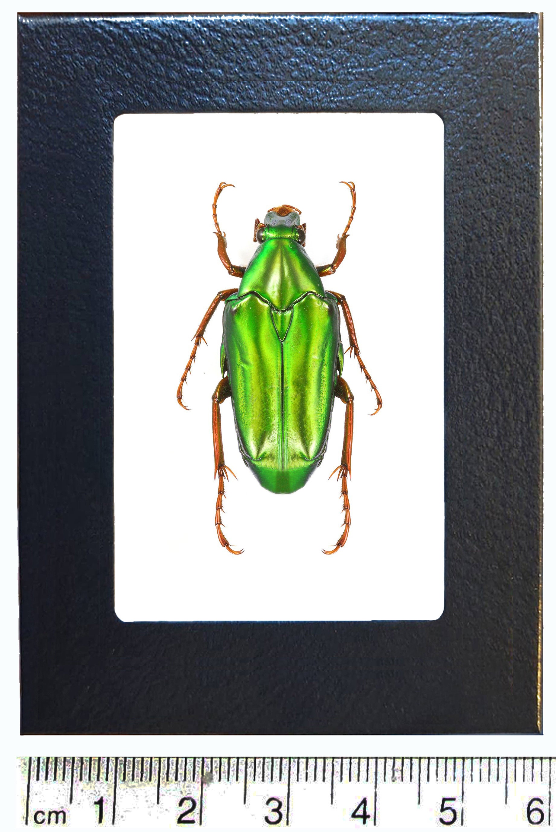 HELLOS Beetle TARP Chacoal greenカラー HELLOS Beetle TARP CG カラー ポールセット - メルカリ