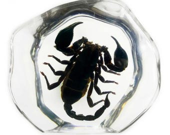 Black scorpion resin display