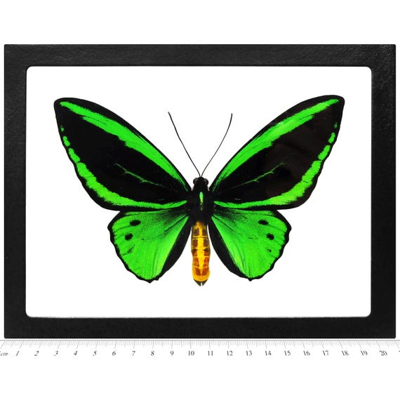 Ornithoptera priamus ♂♀ 標本 Ornithoptera Priamus Euphorion VERSO REPLICA Blue Green Black