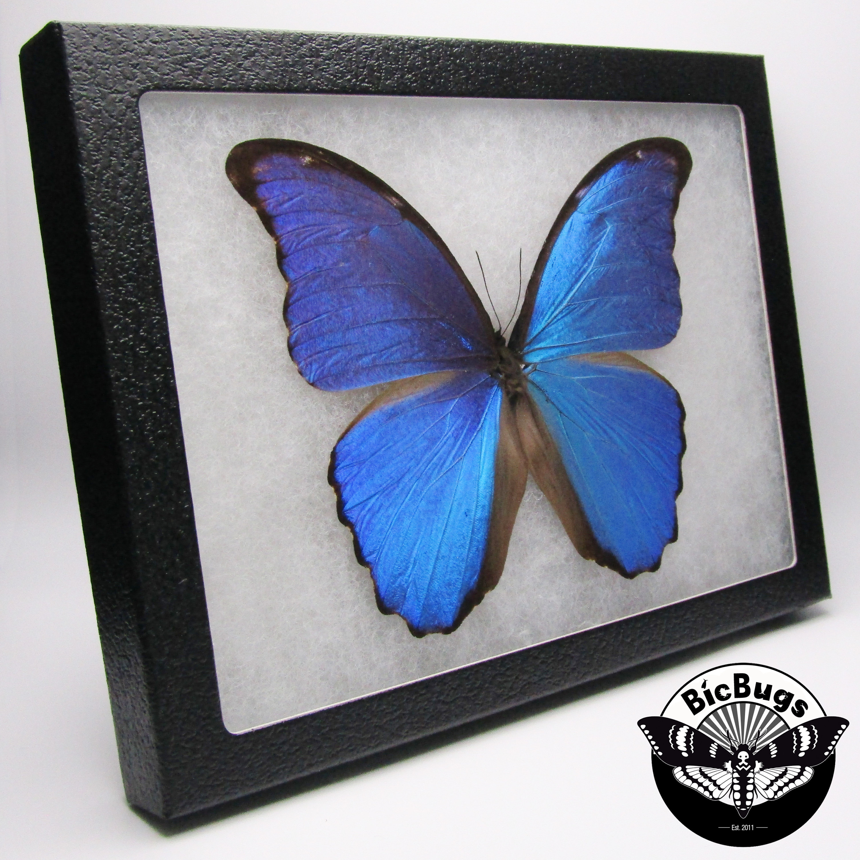Morpho Didius Blue Butterfly Peru - Etsy