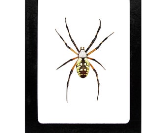 Argiope aurantia REPLICA orb weaver spider framed