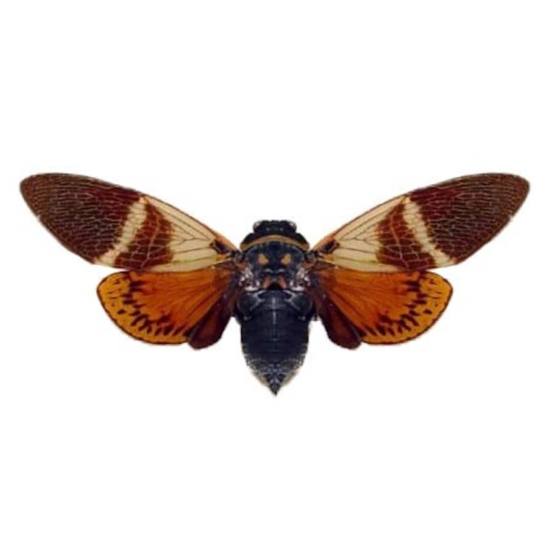 Angamiana Floridula Red Orange Cicada Mounted Wings Spread