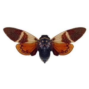 Angamiana floridula red orange cicada mounted wings spread Thailand