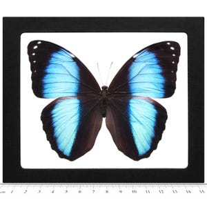 May include: A framed blue morpho butterfly specimen with black wings and iridescent blue markings. The butterfly is displayed on a white background.