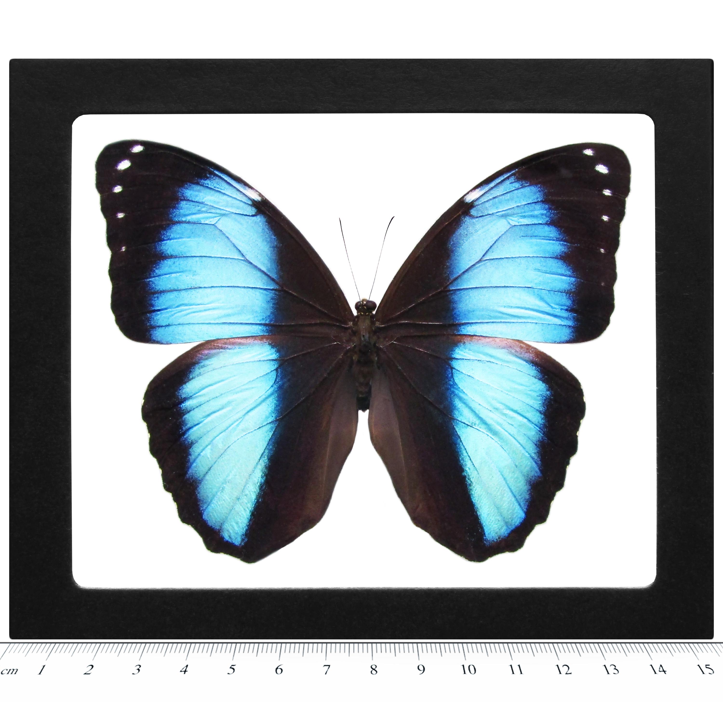 Morpho Achilles Blue Black Butterfly Peru - Etsy