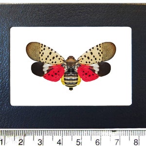 Lycorma delicatula red pink spotted lanternfly USA