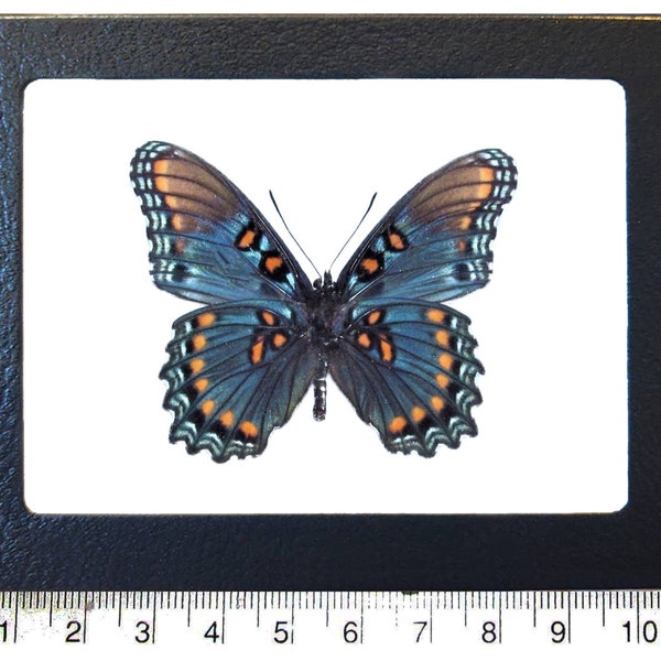 Limenitis arthemis arizonensis blue red spotted purple butterfly verso Arizona USA