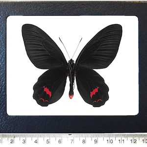 May include: A framed butterfly specimen. The butterfly has black wings with red markings and is displayed on a white background. The frame is dark blue and includes a ruler along the bottom, measuring up to 14 cm.