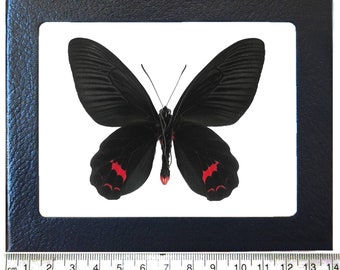Atrophaneura dixoni MALE pink red black verso butterfly Indonesia