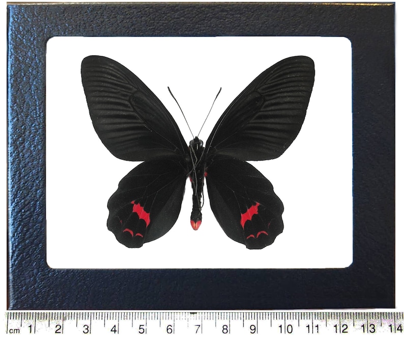 May include: A framed butterfly specimen. The butterfly has black wings with red markings and is displayed on a white background. The frame is dark blue and includes a ruler along the bottom, measuring up to 14 cm.