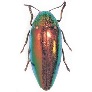 Sternocera aequisignata red form One Real jewel beetle Thailand
