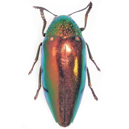 Phanaeus Demon MALE Scarab Beetle Green Form Guatemala PINNED - Etsy