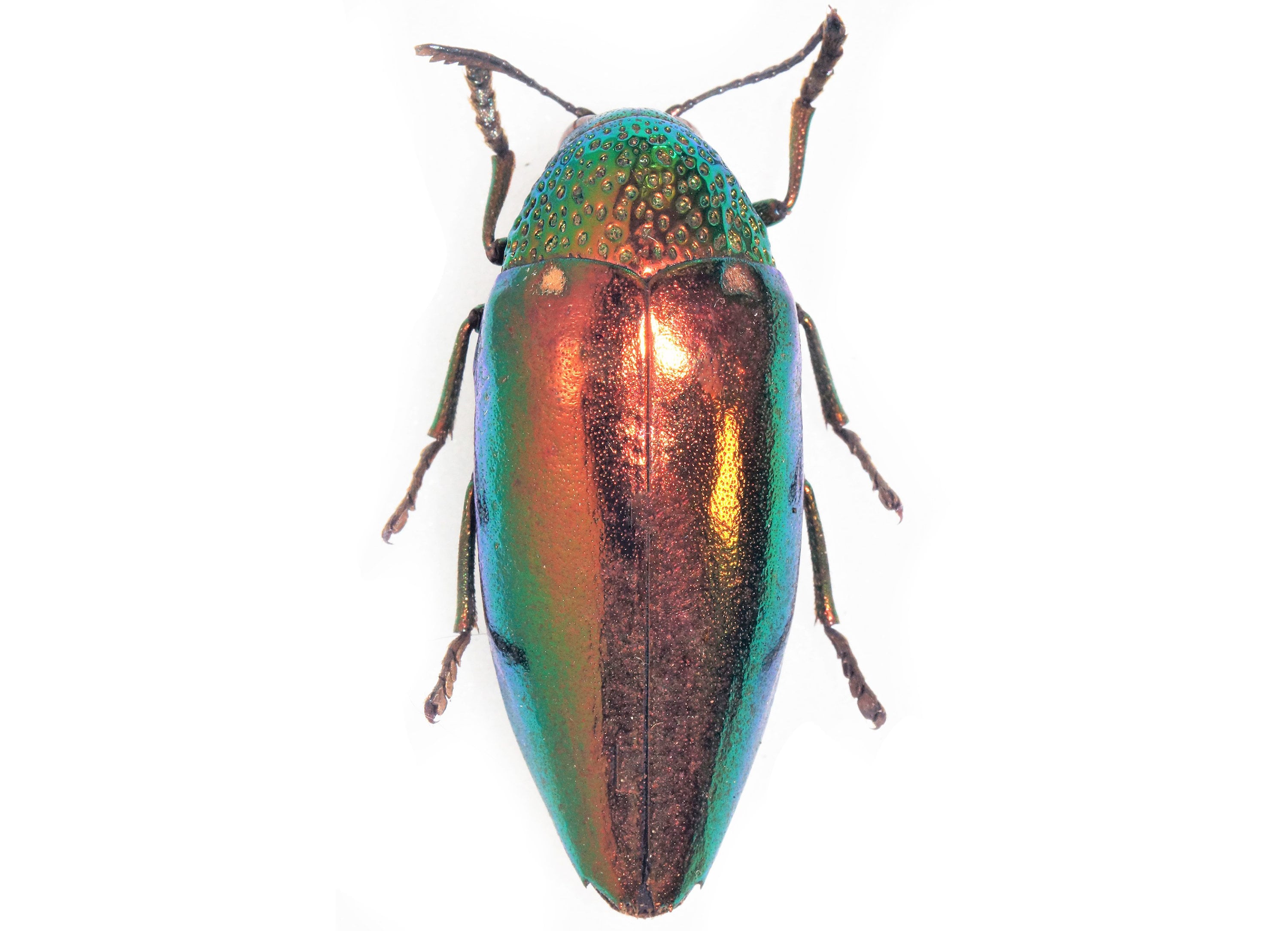 Sternocera Aequisignata RED FORM Buprestid Jewel Beetle Thailand