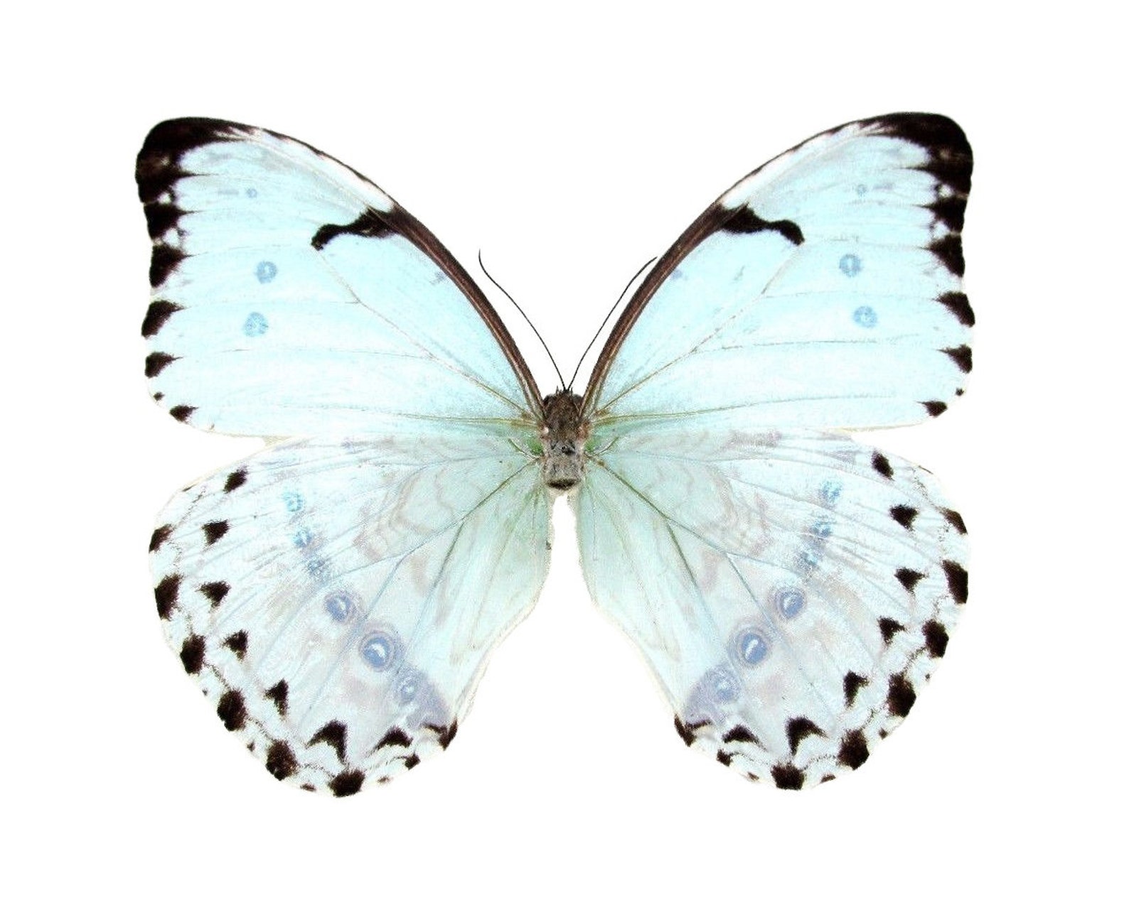 Бело голубые бабочки. Бабочка Morpho Catenarius. Бабочки бело голубые. Бабочка белая. Белые бабочки на белом фоне.