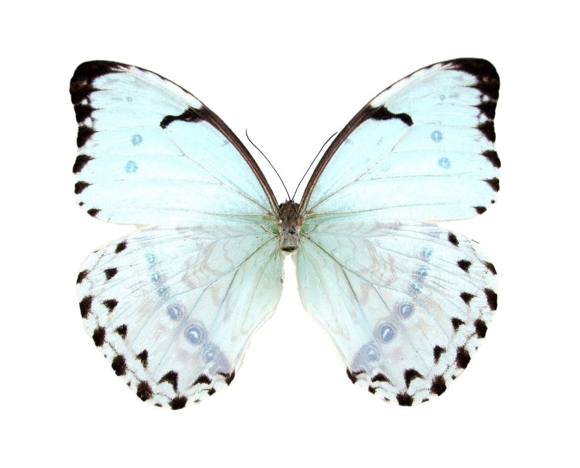 Morpho catenaria catenarius One Real Butterfly Blue