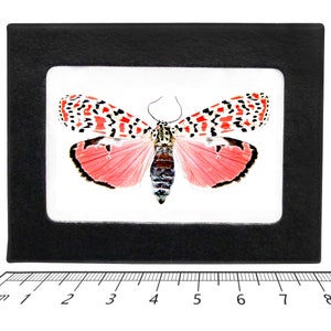 Utethesia ornatrix PINK FORM moth Florida USA