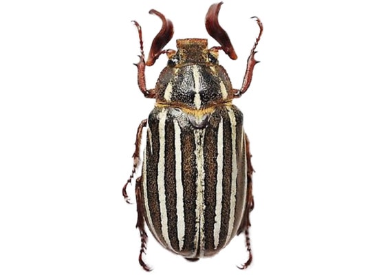 Polyphylla 10 Lined June Bug ONE Real Scarab Beetle Arizona USA - Etsy