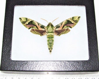 May include: A framed green and brown moth with pink accents, displayed on a white background. The moth is approximately 8 cm in length.