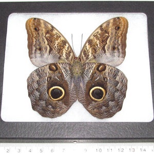 Caligo memnon ONE Real owl butterfly verso Peru