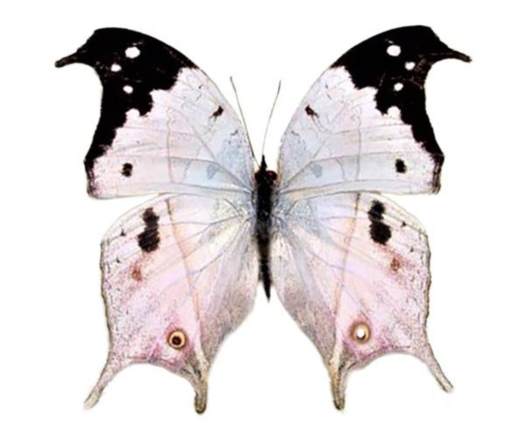 Salamis Duprei ONE Real Pink Purple Black Mother of Pearl Butterfly