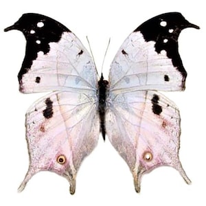 Salamis duprei ONE Real pink purple black mother of pearl butterfly Madagascar