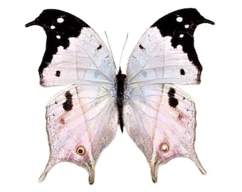 Salamis duprei ONE Real pink purple black mother of pearl butterfly Madagascar