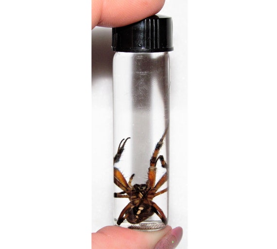 Real Huge Orb Weaver Spider Preserved Wet Specimen Entomology 3In Vial Texas USA