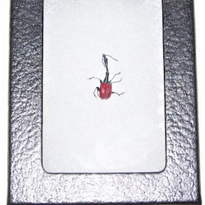 May include: A red and black insect specimen mounted in a black frame with a white background. The insect is displayed on a white mat with a black border. The frame is approximately 6 cm wide.