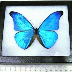 Morpho cacica One Real Butterfly Blue Peru