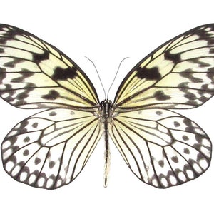 Idea leuconoe black white rice paper butterfly Indonesia image 2