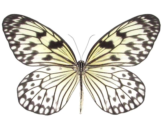 Idea Leuconoe Black White Rice Paper Butterfly Indonesia | Etsy