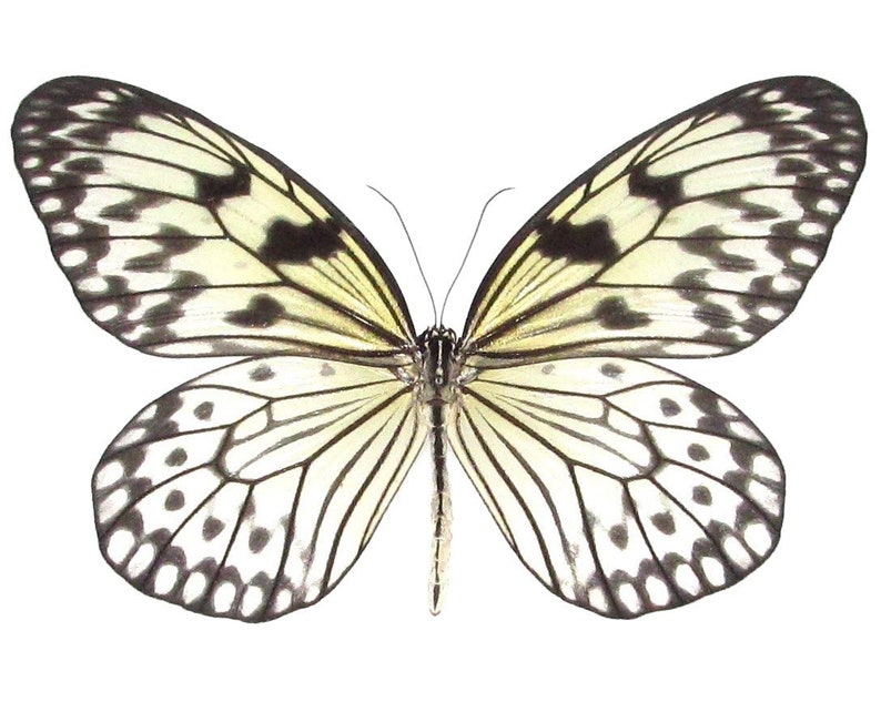 Idea leuconoe black white rice paper butterfly Indonesia image 2