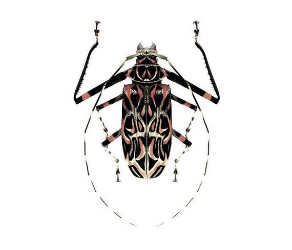 Harlequin beetle deals