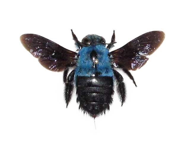 Xylocopa caerulea blue carpenter bee bumblebee Indonesia