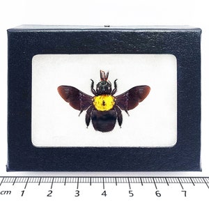 Xylocopa confusa yellow carpenter bee Indonesia